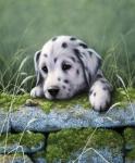 Dalmatian Pup