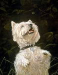 Westie 3