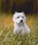 Westie 4