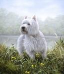 Westie 5