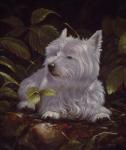 Westie 6