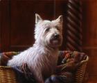 Westie 7