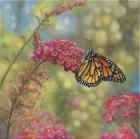 Monarch Butterfly