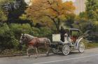 Carriage At Central Park