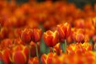 Tulips Forever