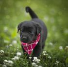 Black Lab Pup 3