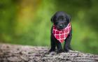 Black Lab Pup 4