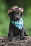 Black Lab Pup 6