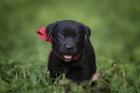 Black Lab Pup 10