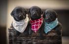 Black Lab Pups 2