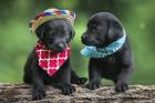 Black Lab Pups 5
