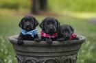 Black Lab Pups 7