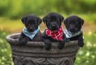 Black Lab Pups 8