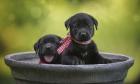 Black Lab Pups 9