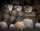 Kittens In A Basket