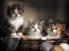 Three Kittens