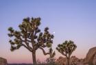 A Joshua Tree Silence