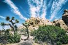 Bounty Of Nature Joshua Tree