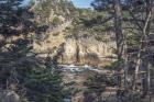 Pines and Coast Point Lobos