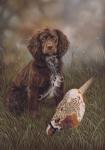 Cocker Spaniel Tia