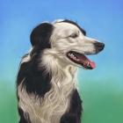 Collie Jud