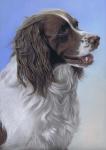 Springer Spaniel Brodie