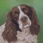 Springer Spaniel Fleck