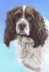 Springer Spaniel Zac