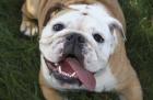 Happy Bulldog