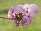 Pink Blooms on Branch