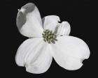 White Dogwood Bloom