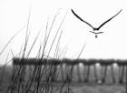 Soaring
