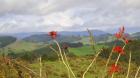 New Zealand 5