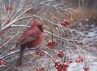 Cardinal and Berries