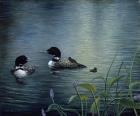 Virginias Loons