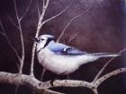 Blue Jay