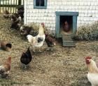 The Chicken Coop