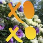 XO Flowers