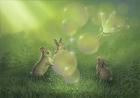Magical Afternoon