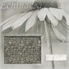 Echinacea I