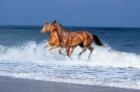 2 Horses Sea