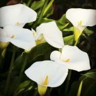 Calla Lilies