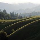 Rolling Fog and Rolling Hills