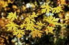 Luminous Leaves