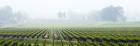 Fog Shrouded Valley