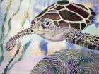 Sea Turtle Beginning