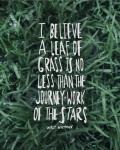 Leaf Of Grass