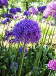 Allium Everywhere