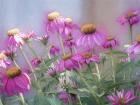 Brilliant Wild Berry Cone Flower