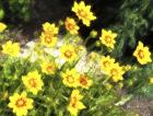 Coreopsis Tickseed